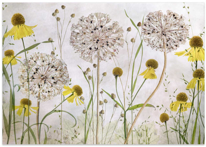 Alliums and heleniums