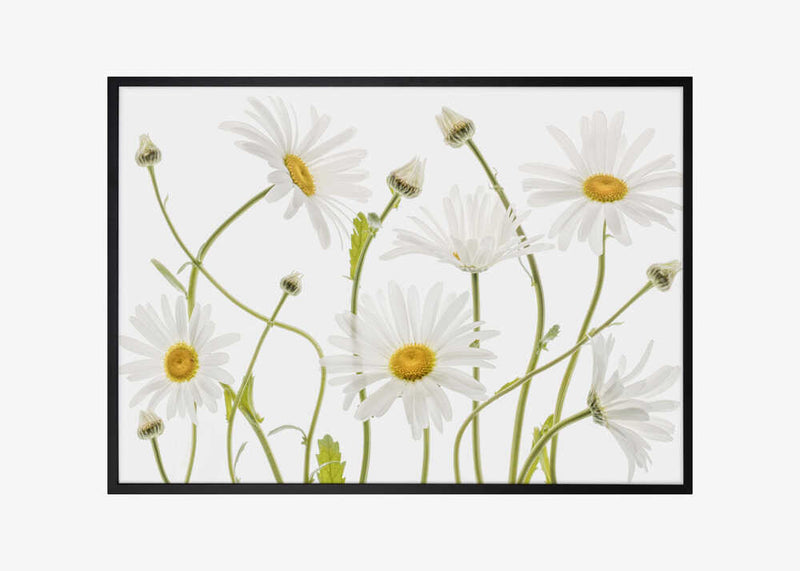 Ox eye Daisies