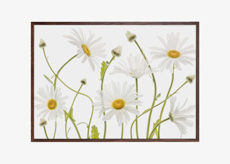 Ox eye Daisies