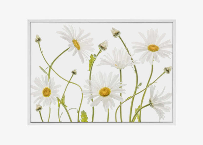 Ox eye Daisies