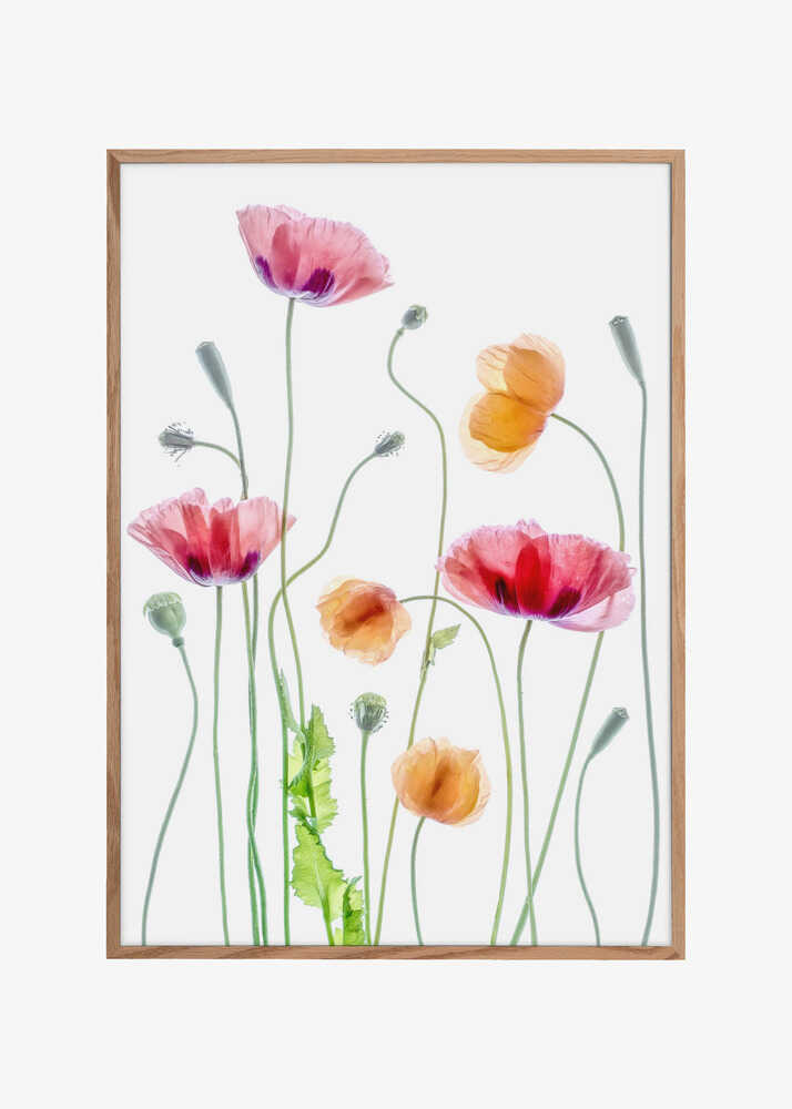 Poppies