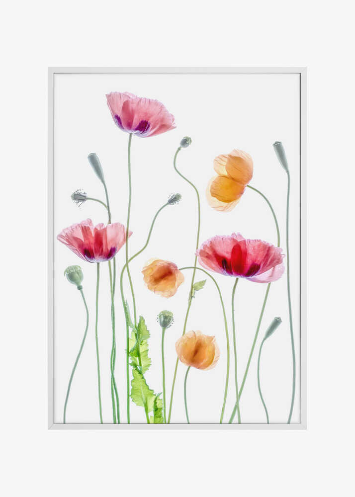 Poppies