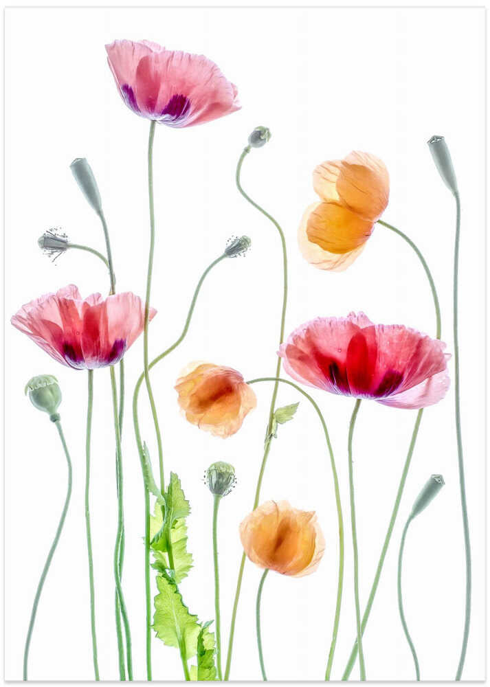 Poppies