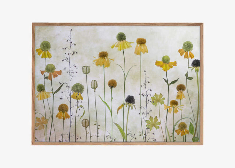 Helenium