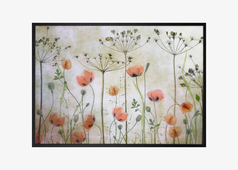 Poppy Meadow