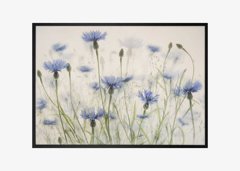 Cornflowers