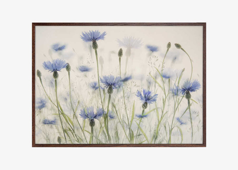 Cornflowers