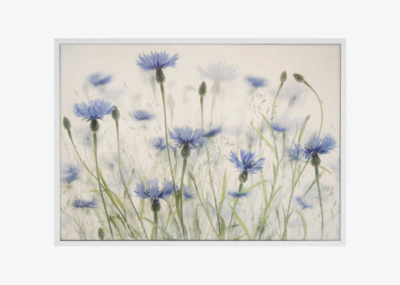 Cornflowers