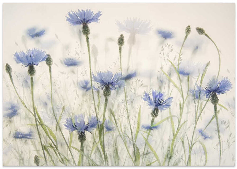 Cornflowers