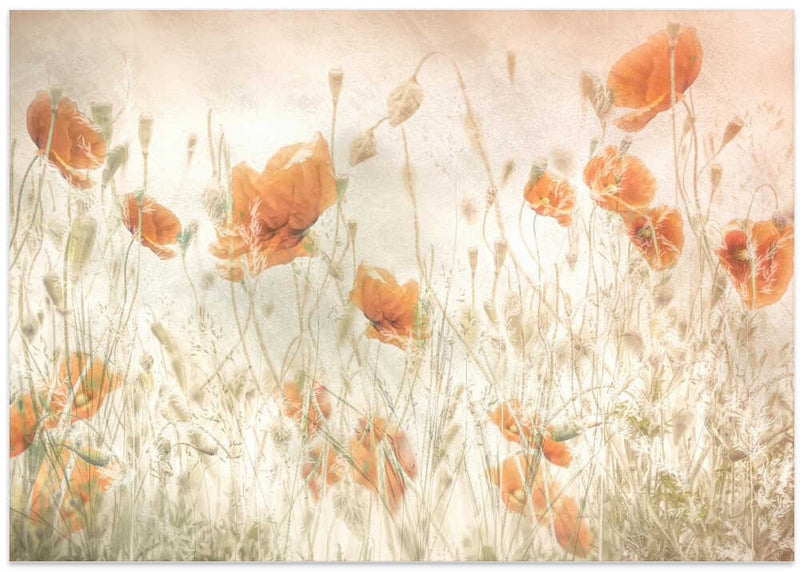 Poppies in the field