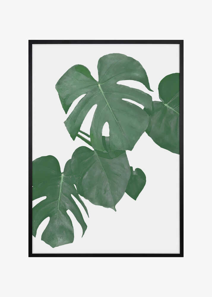 Monstera Aqua 01