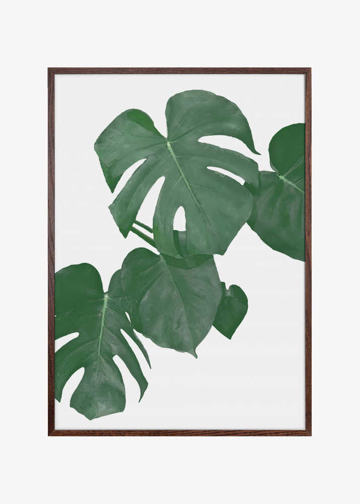 Monstera Aqua 01
