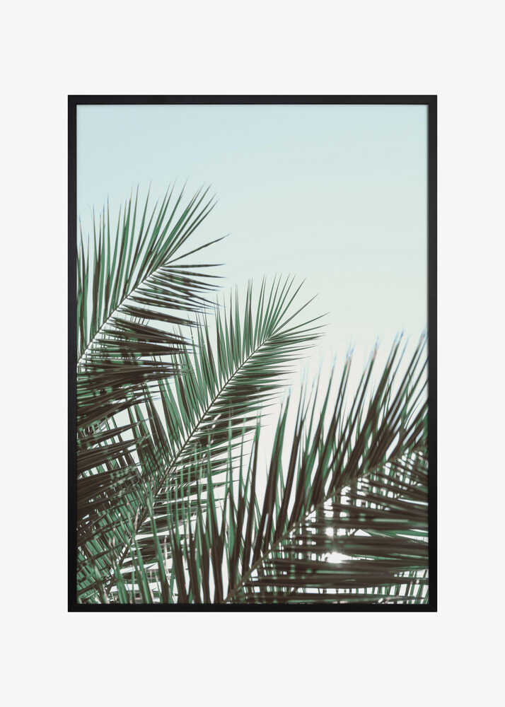 Palm leaves, sky_1
