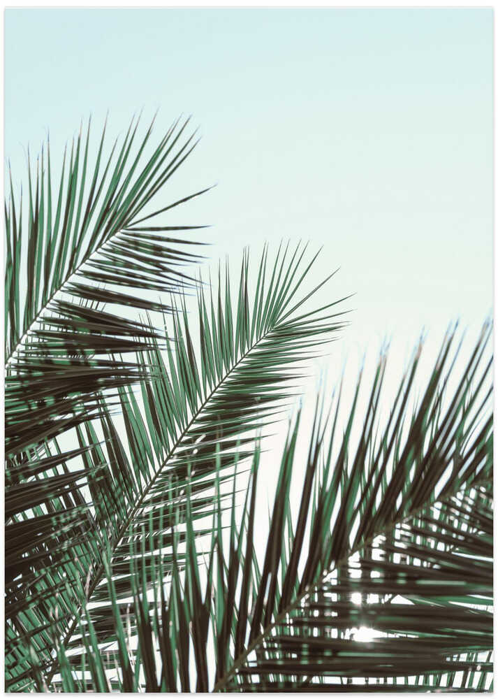 Palm leaves, sky_1