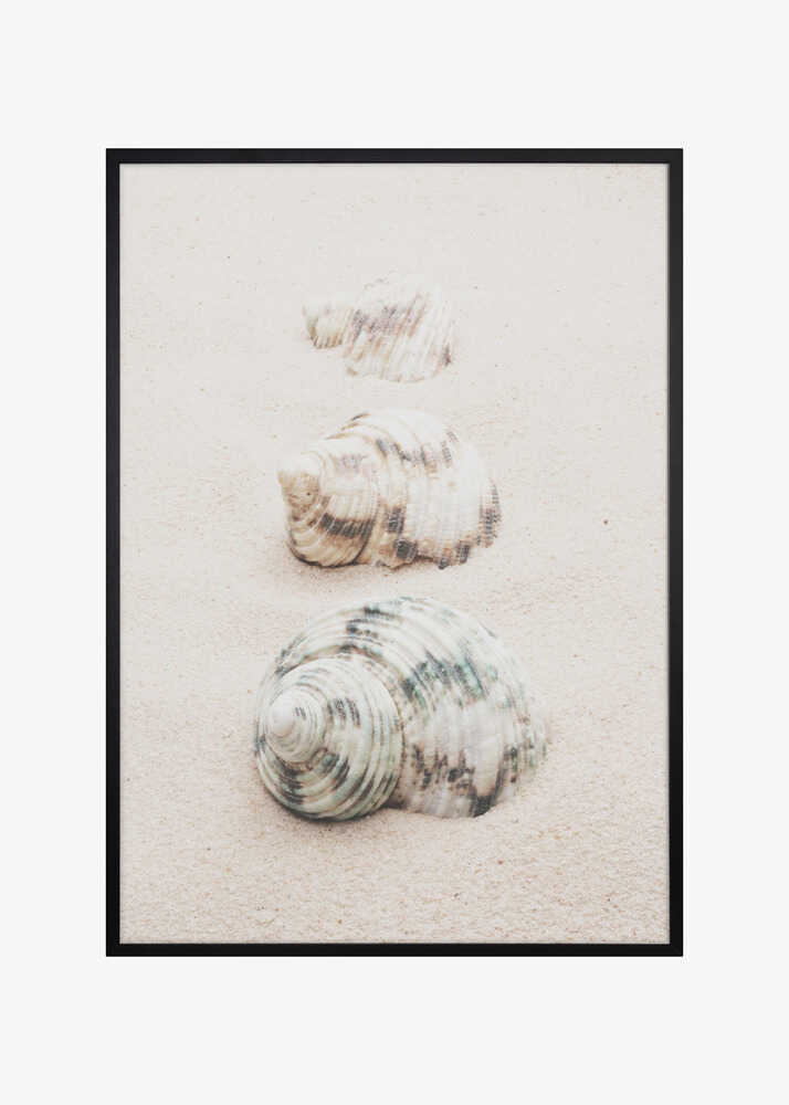 Shells