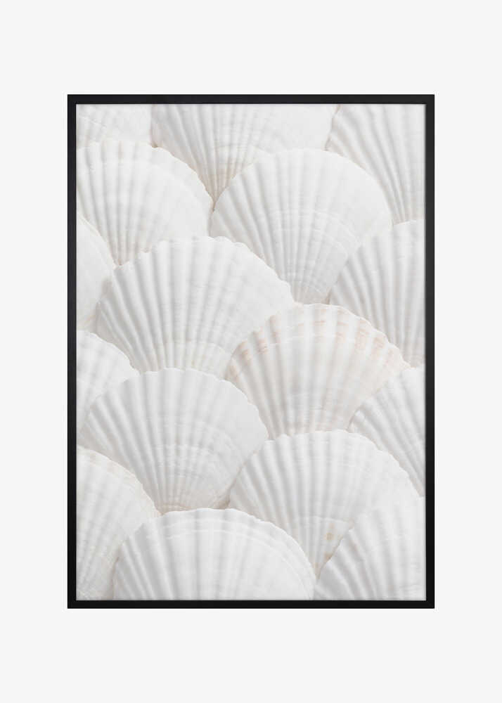 Shells_3