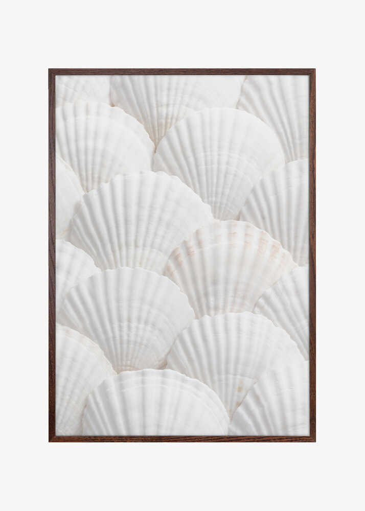 Shells_3