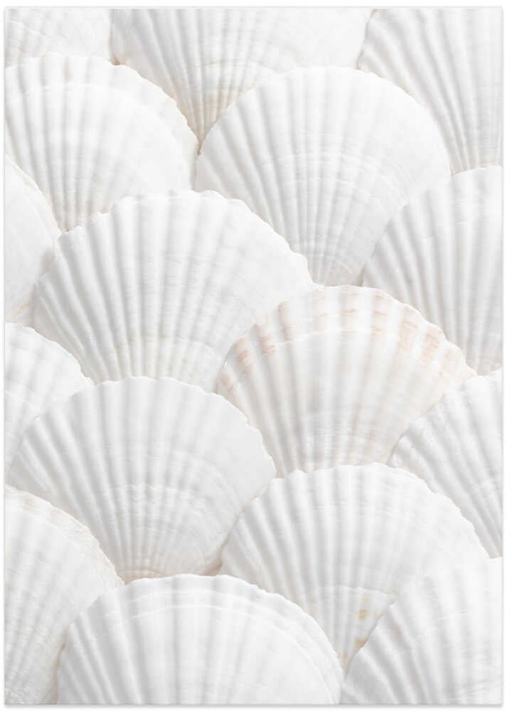 Shells_3