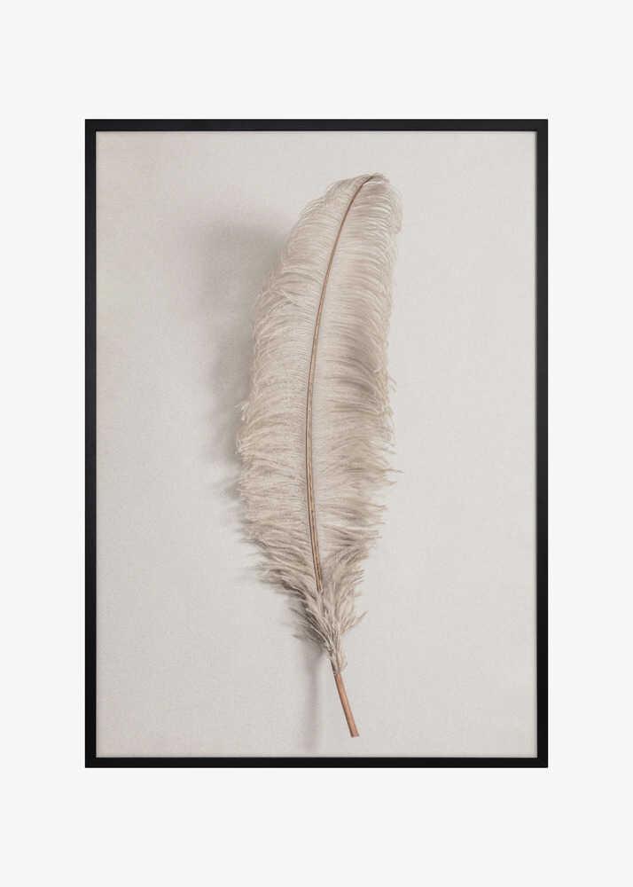 Feather_002