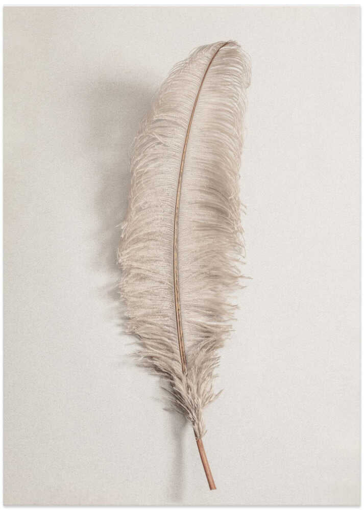 Feather_002