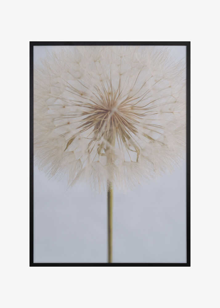 Delicate Dandelion