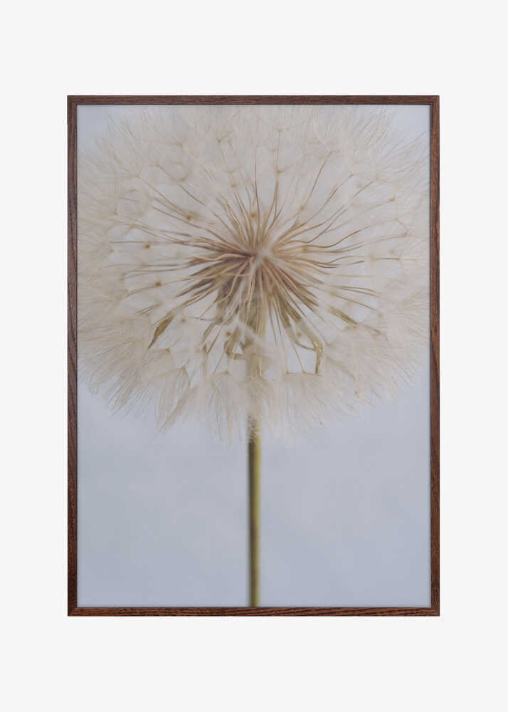 Delicate Dandelion