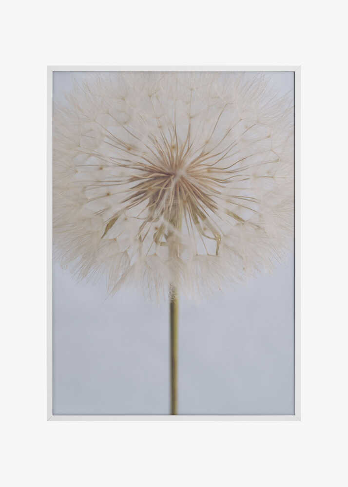 Delicate Dandelion