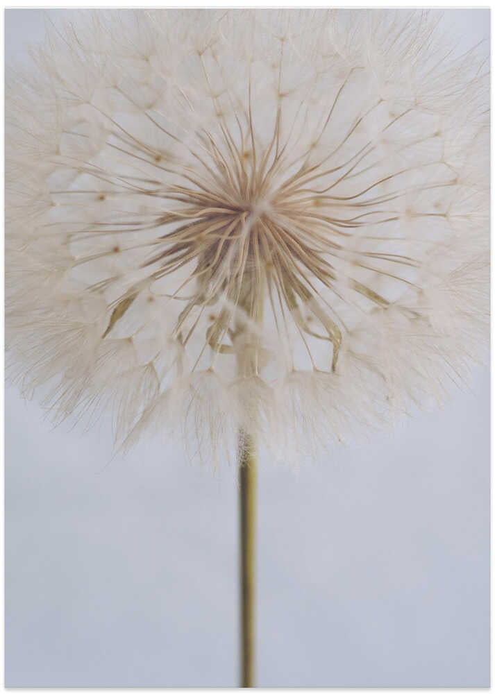 Delicate Dandelion