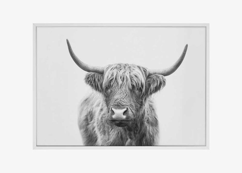 Highland Bull