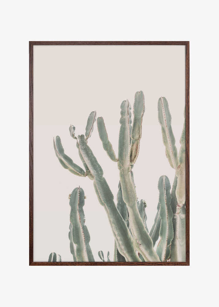 Sunrise Cactus