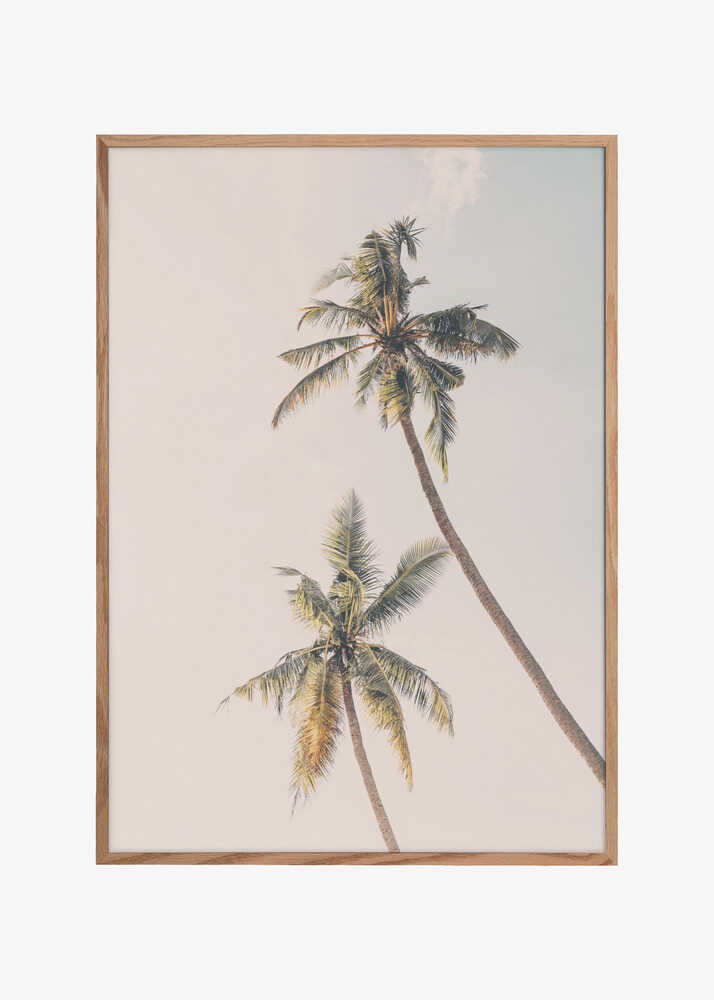 Tropical Palms