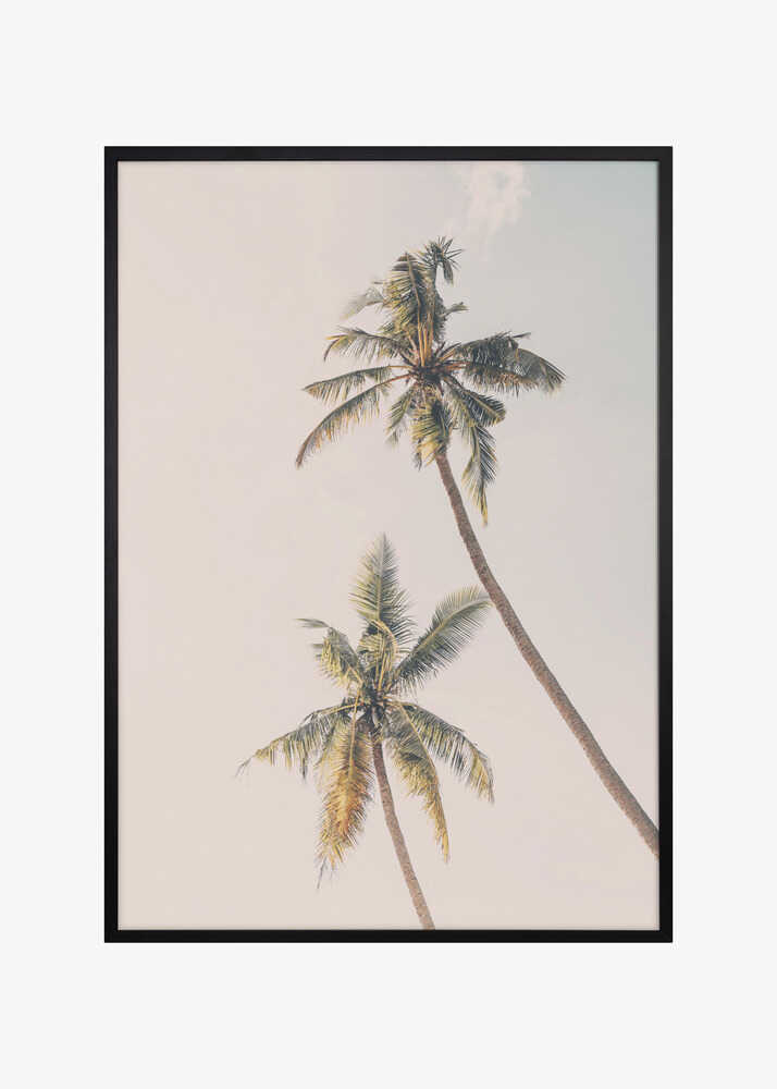 Tropical Palms