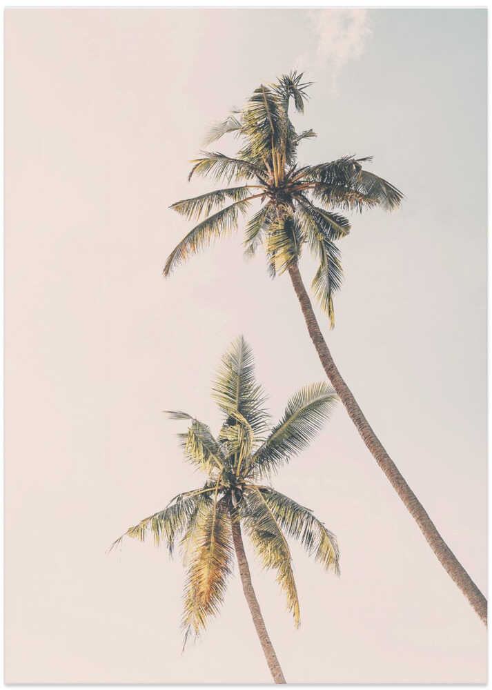 Tropical Palms