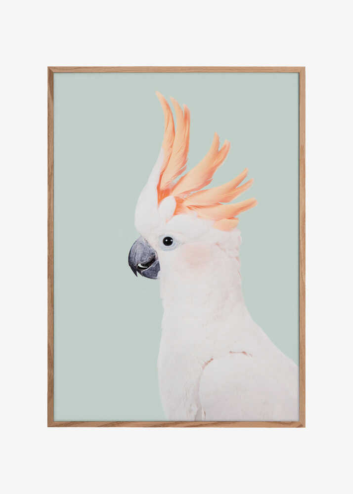Cockatoo