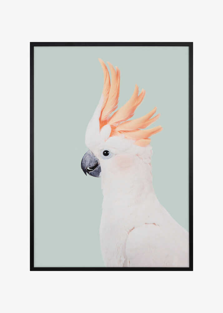 Cockatoo