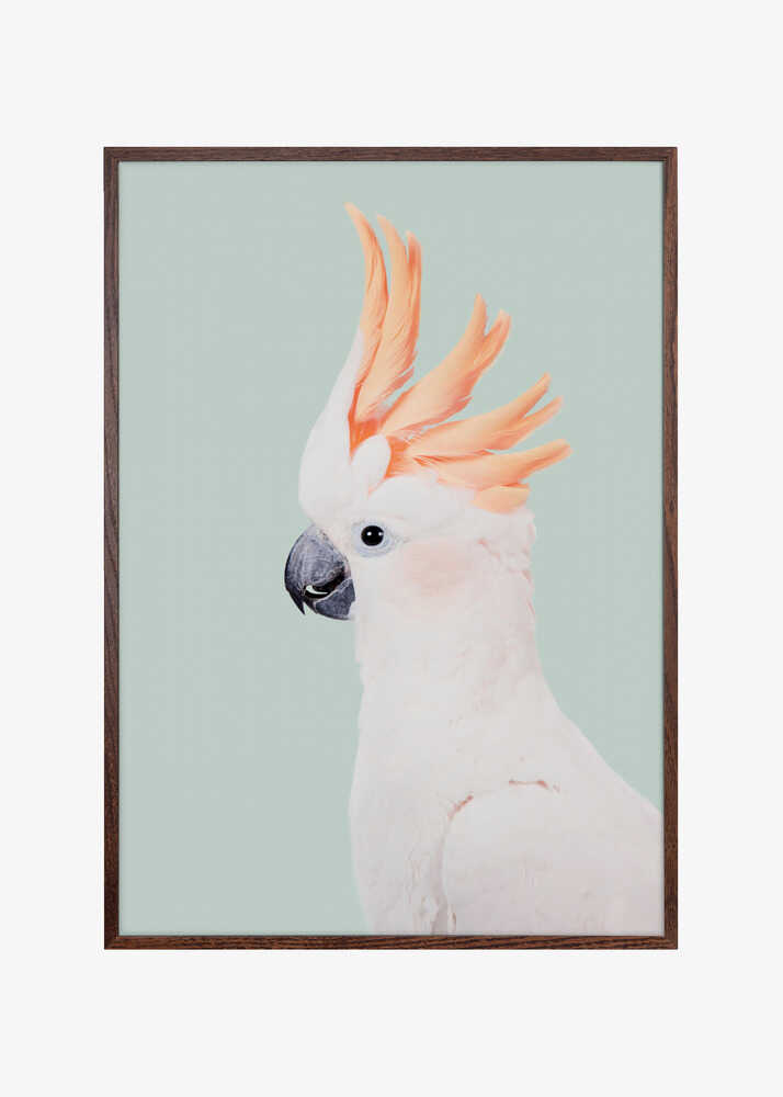 Cockatoo