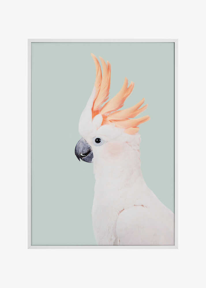 Cockatoo