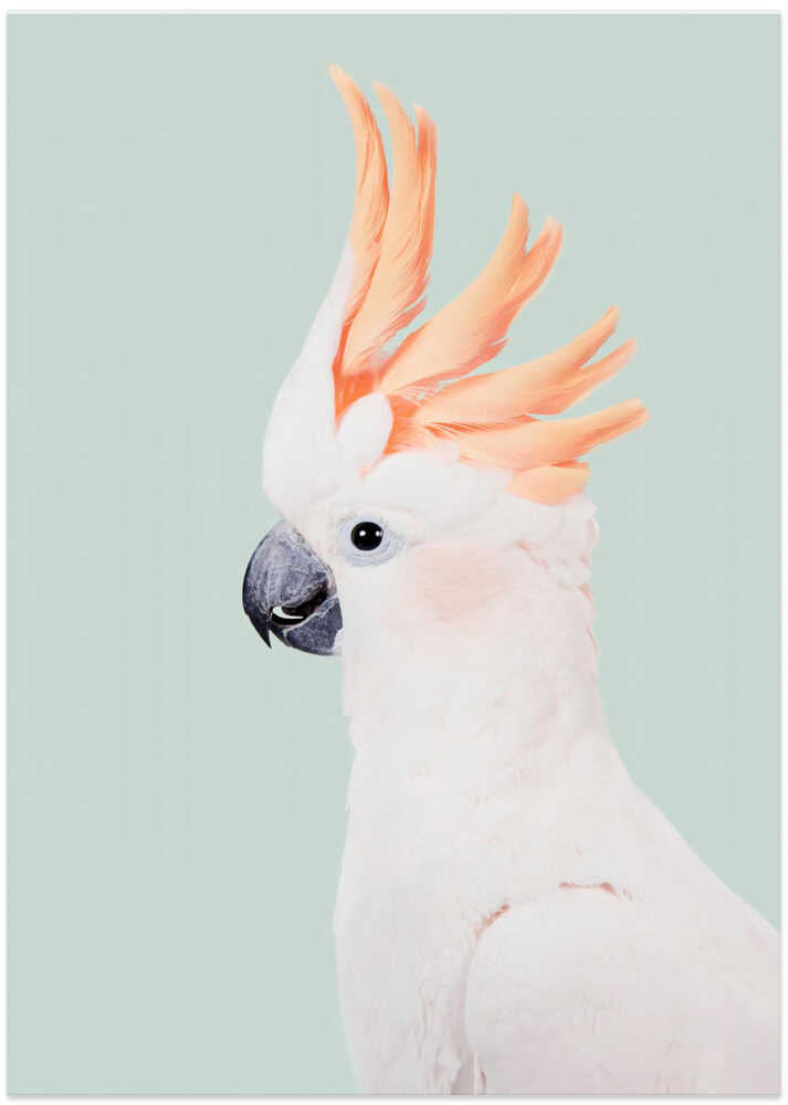 Cockatoo