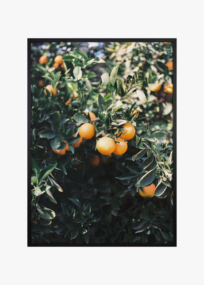 Marrakesh Oranges