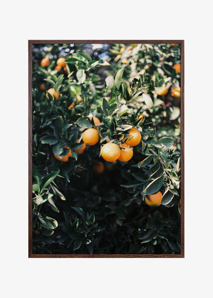 Marrakesh Oranges