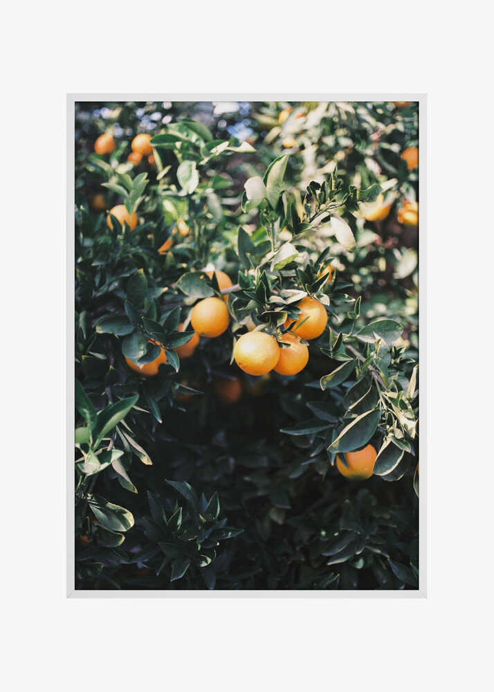 Marrakesh Oranges