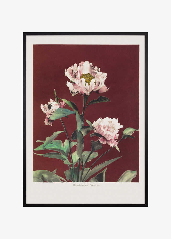 Hærdaceous Peony no2