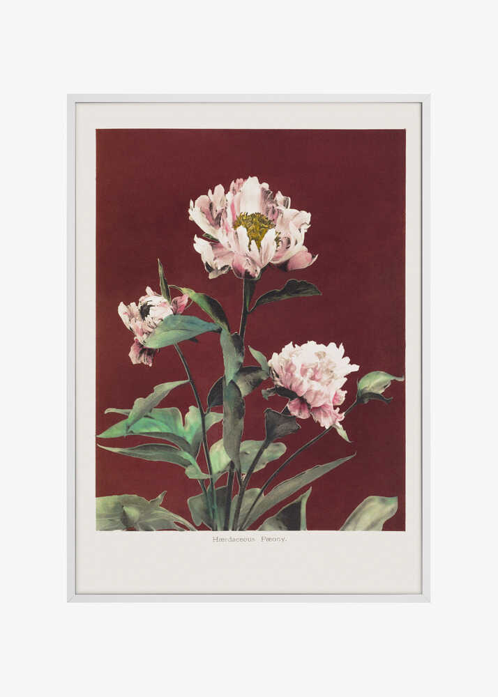 Hærdaceous Peony no2