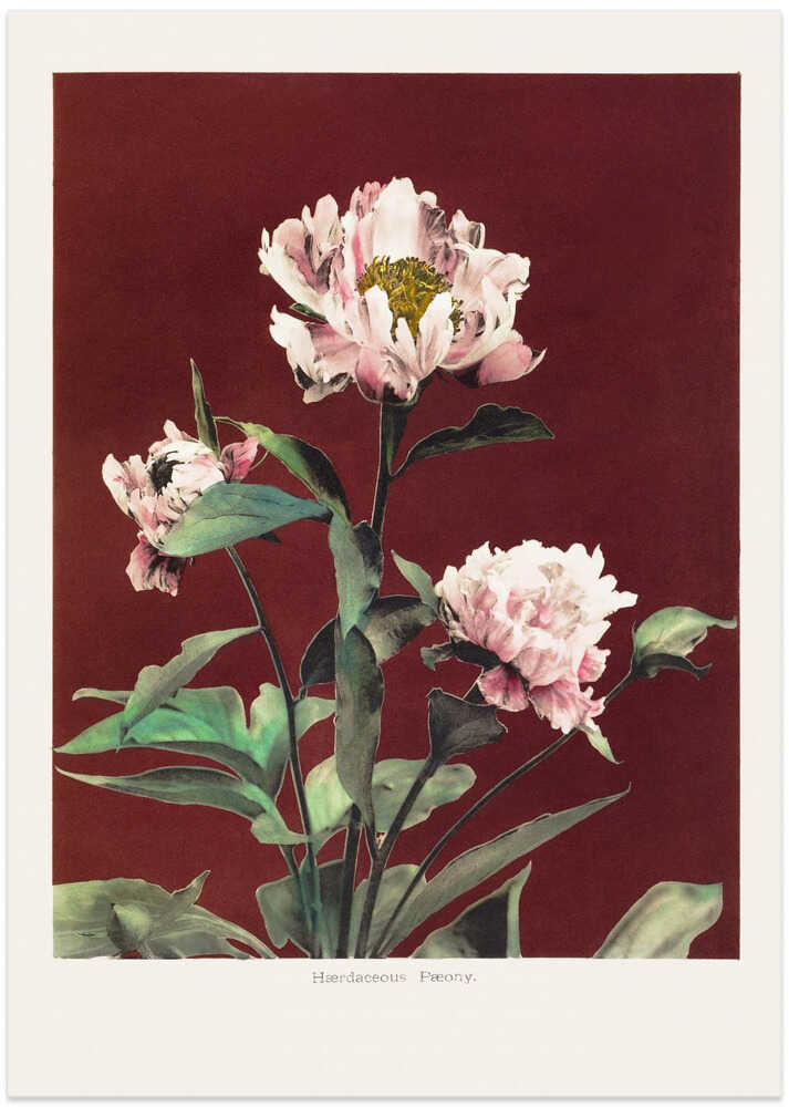 Hærdaceous Peony no2