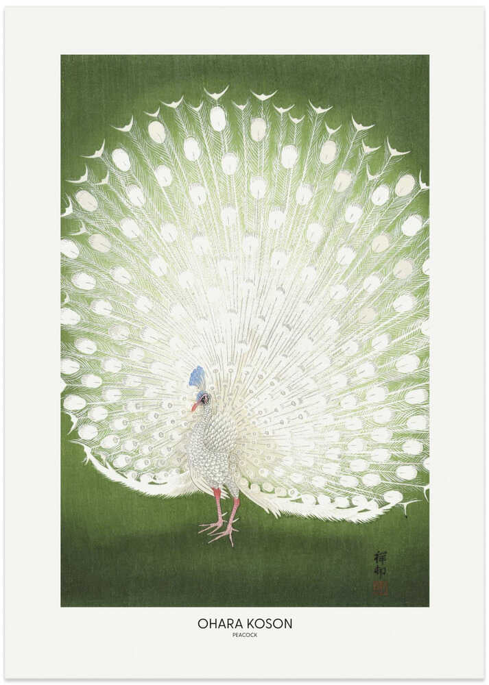 Peacock - Cropped