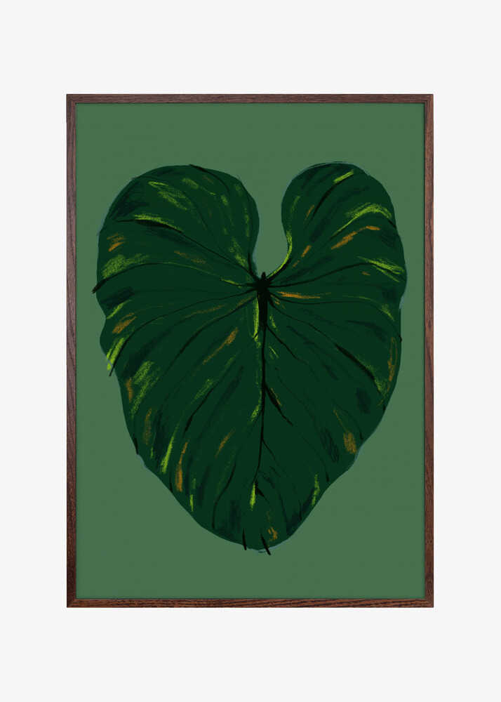 Philodendron Gloriosum Green