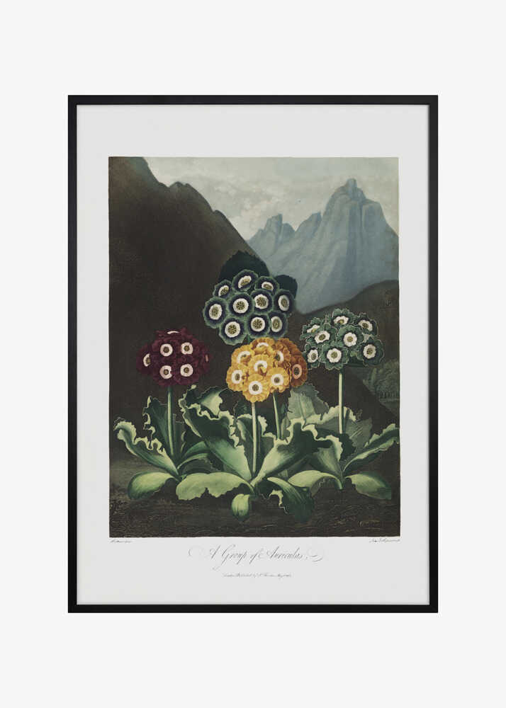 A Group of Auriculas from The Temple of Flora (1807)