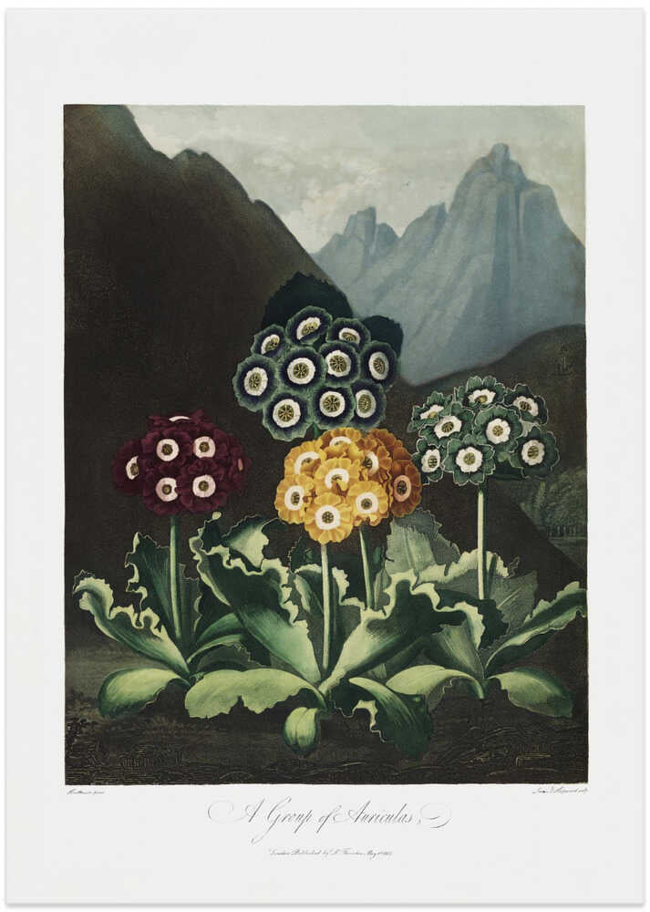 A Group of Auriculas from The Temple of Flora (1807)