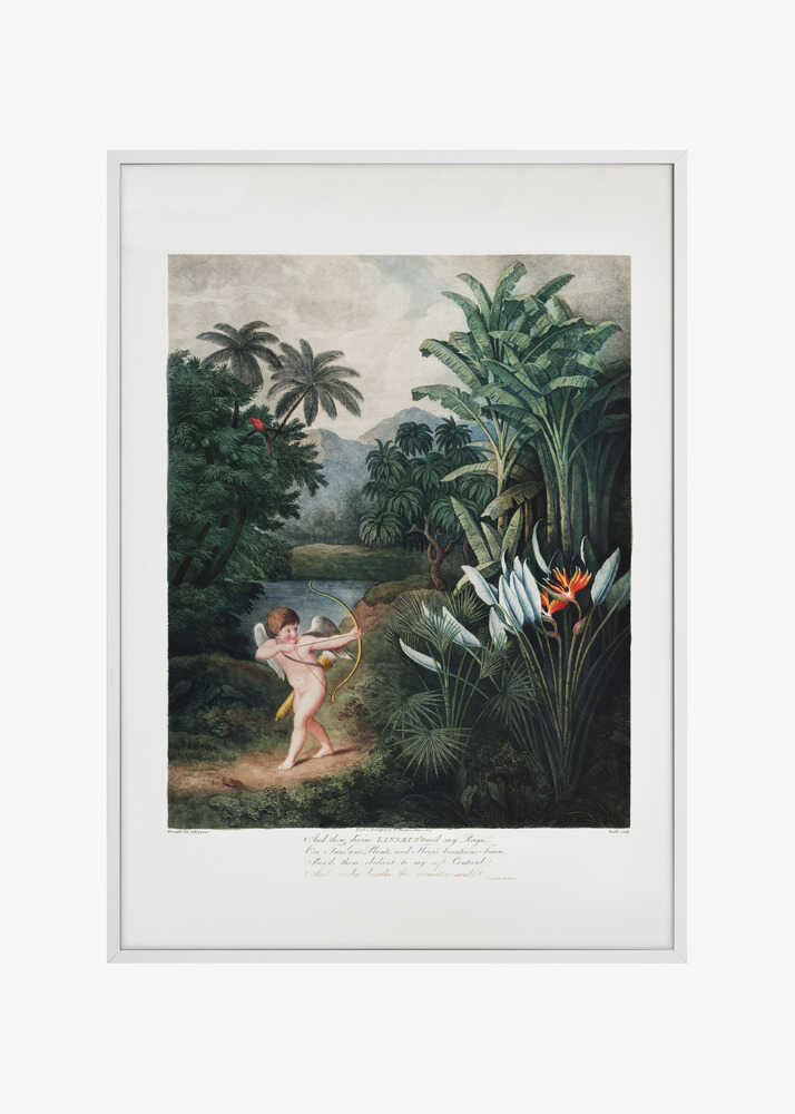Cupid Inspiring Plants with Love from The Temple of Flora (1807)