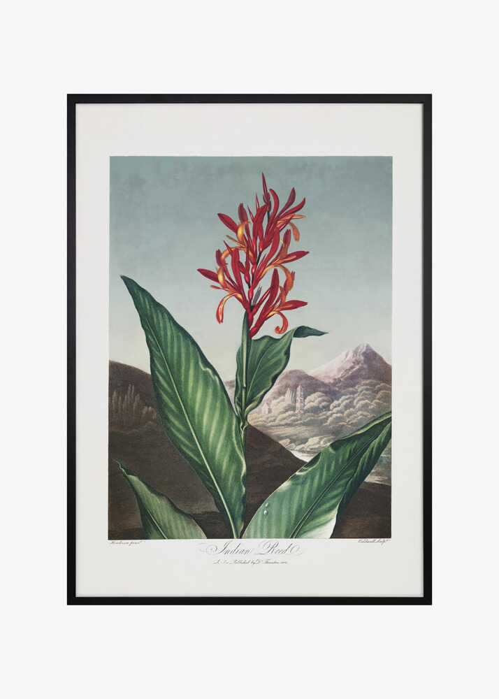 Indian Reed from The Temple of Flora (1807)
